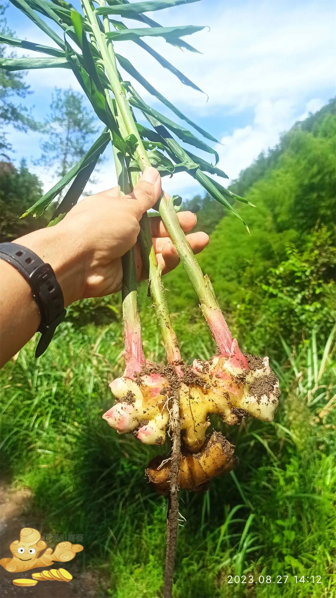 浙江仙居 七不小黄姜 鲜嫩姜 新鲜 超新上市 每周超鲜嫩姜2斤/5斤 生姜鲜姜2023年9月现采现发 生态自然 明安心法农业
