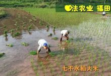 预定有礼-订购大米送生姜。2022年秋收浙江仙居新米⑤红籼米④黑米⑨勇优12粳米⑥糯米⑩香米华优18籼米 ⑾嘉丰优2号籼米-七不姜 生姜养生网-明德CSA生态姜园&明安农业