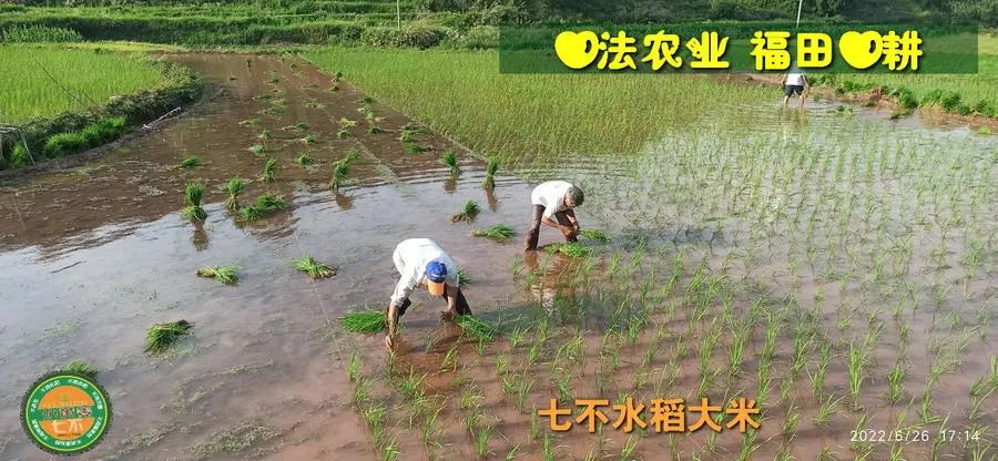 预定有礼-订购大米送生姜。2022年秋收浙江仙居新米⑤红籼米④黑米⑨勇优12粳米⑥糯米⑩香米华优18籼米 ⑾嘉丰优2号籼米-七不姜 生姜养生网-明德CSA生态姜园&明安农业