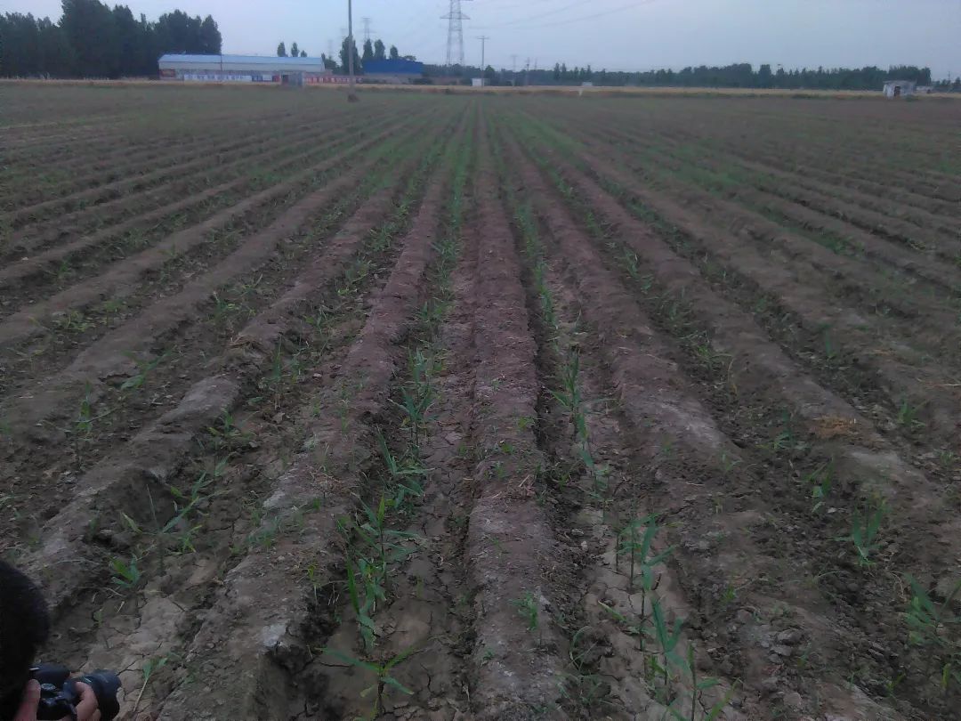 (●'◡'●)6月庆祝春播春种顺利完成! 姜膏姜油 端午糯米 会员积分换购特惠 ,2023预售大米 会员折上折 6.18折 (●'◡'●)6月庆祝春播春种顺利完成! 姜膏姜油 端午糯米 会员积分换购特惠 ,2023预售大米 会员折上折 6.18折