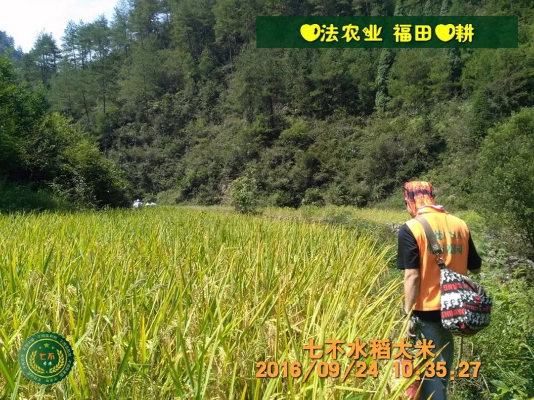 七不红米水稻9月11日上市现货销售-新米限时特惠 家庭大米专场:红米/糯米/ 黑米/泰两优217/中浙优H7 品种多质量优 七不红米水稻9月11日上市现货销售-新米限时特惠 家庭大米专场:红米/糯米/ 黑米/泰两优217/中浙优H7 品种多质量优