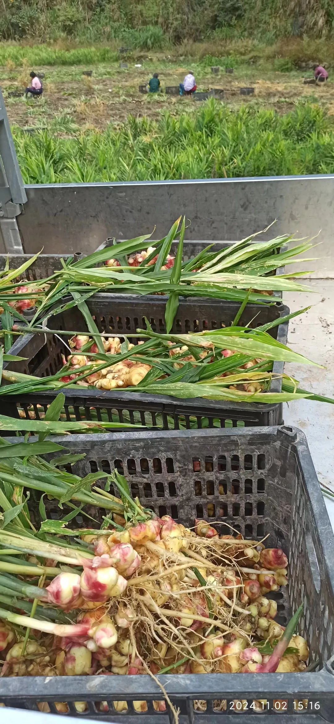 (广告)双12特惠促销 庆祝七不姜秋收完成 (广告)双12特惠促销 庆祝七不姜秋收完成