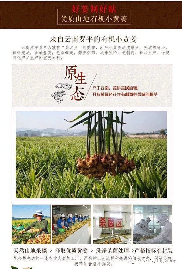 穴位姜贴,24小时超强保温! 穴位姜贴,24小时超强保温!