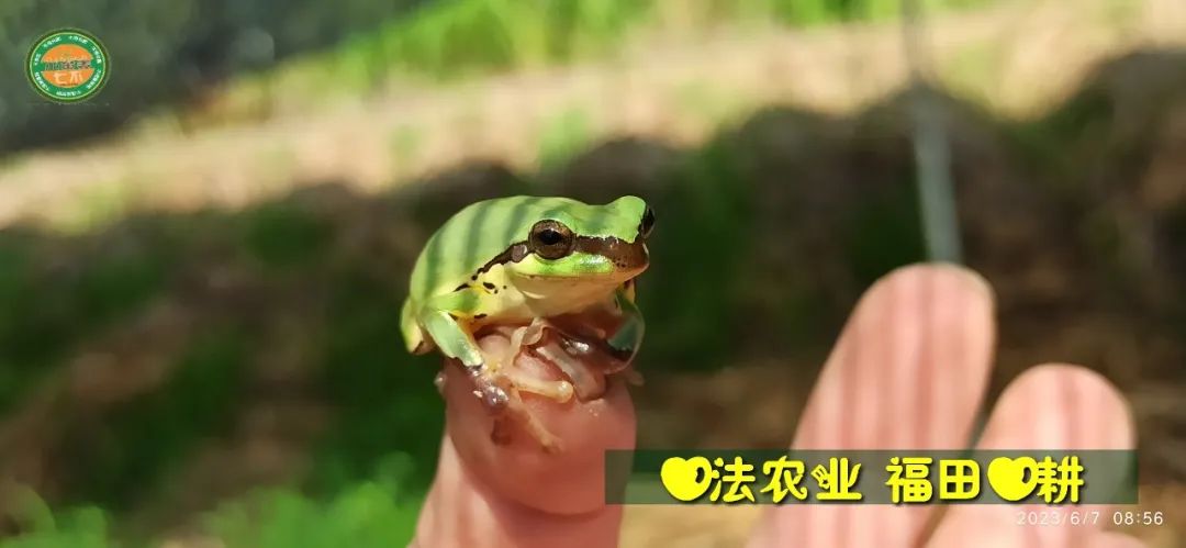 (●'◡'●)6月庆祝春播春种顺利完成! 姜膏姜油 端午糯米 会员积分换购特惠 ,2023预售大米 会员折上折 6.18折 (●'◡'●)6月庆祝春播春种顺利完成! 姜膏姜油 端午糯米 会员积分换购特惠 ,2023预售大米 会员折上折 6.18折