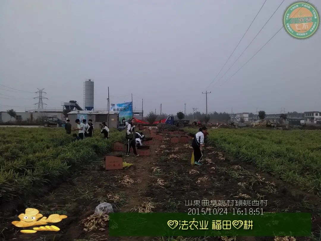 【2015年七不”生态养植小黄姜秋收感恩节】之一 山东曲阜庆典篇 2015.10.24