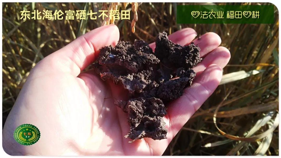 庆祝海伦寒地黑土七不香稻秋收