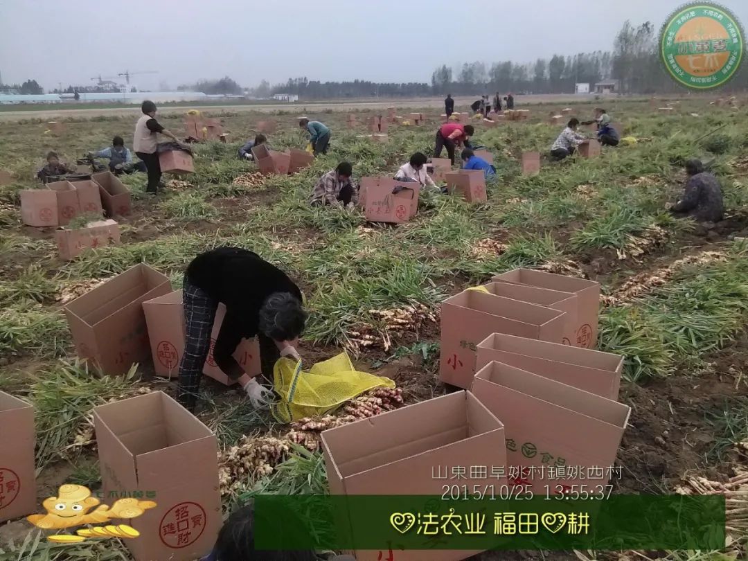 2020年七不小黄姜秋收感恩节邀请函 11月8日-15日 心法农业 福田心耕 欢喜农耕 心悦自然（浙江仙居仁庄村）