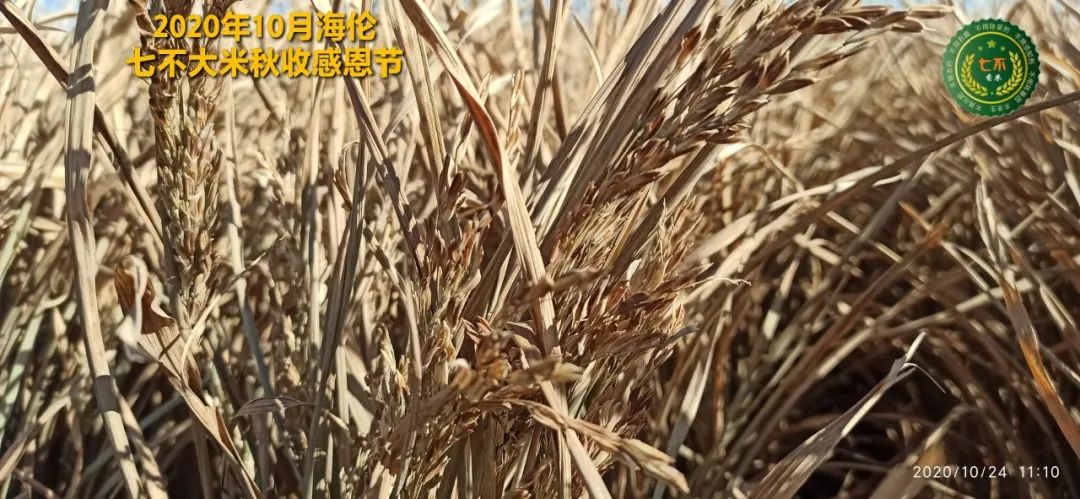 【海伦七不水稻秋收报恩健康行】海伦寒地黑土七不香稻秋收采风 2020.10.24 【海伦七不水稻秋收报恩健康行】海伦寒地黑土七不香稻秋收采风 2020.10.24