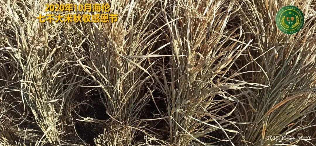 【海伦七不水稻秋收报恩健康行】海伦寒地黑土七不香稻秋收采风 2020.10.24 【海伦七不水稻秋收报恩健康行】海伦寒地黑土七不香稻秋收采风 2020.10.24