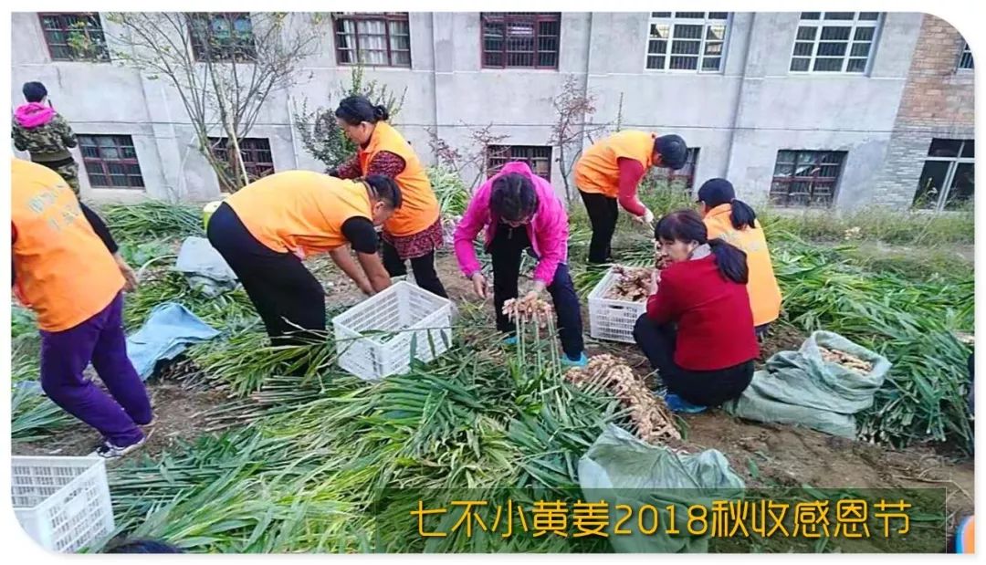 秋收节感恩什么？（浙江仙居七不姜 欢喜农耕 心悦自然 ）