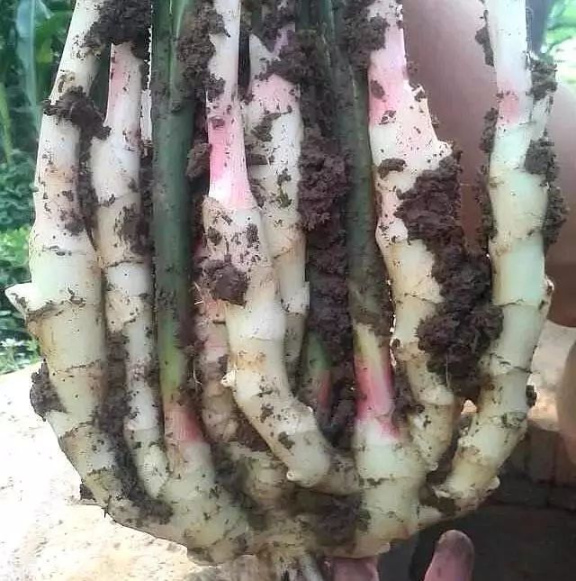 冬季盆栽“生姜”，2元钱1小瓶“药”一年翻20倍，盆盆爆满“姜”