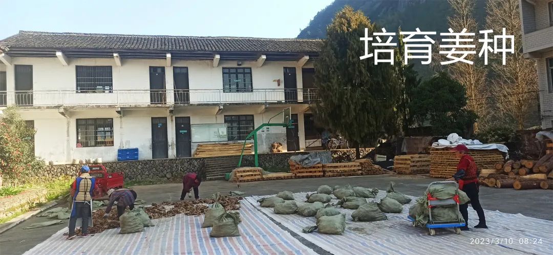 生姜养生-撸起袖子,家庭盆栽及庭院种姜了..薑有佛心 孝道,家庭种姜“富贵竹” 。预定七不姜种、普通姜种、种姜指导 生姜养生-撸起袖子,家庭盆栽及庭院种姜了..薑有佛心 孝道,家庭种姜“富贵竹” 。预定七不姜种、普通姜种、种姜指导