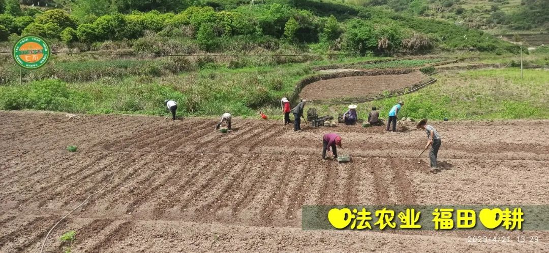 2023年4月-5月 七不姜春播图!家庭厨房生姜如何去皮切片 七不姜5月促销优惠劵 2023年4月-5月 七不姜春播图!家庭厨房生姜如何去皮切片 七不姜5月促销优惠劵