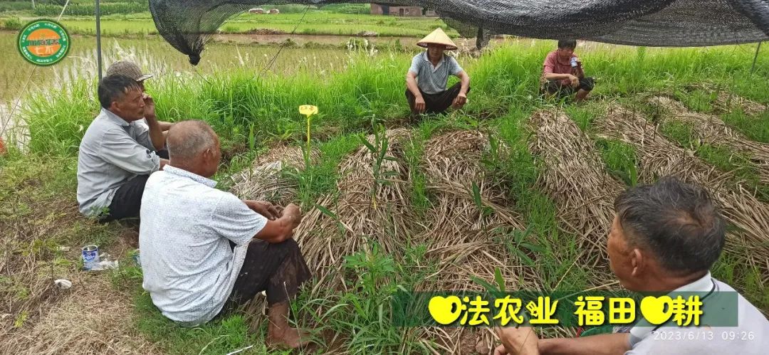 生姜赞歌-浙江仙居 七不小黄姜 鲜嫩姜 新鲜 超新上市 每周超鲜嫩姜2斤/5斤 生姜鲜姜2023年9月现采现发 生态自然