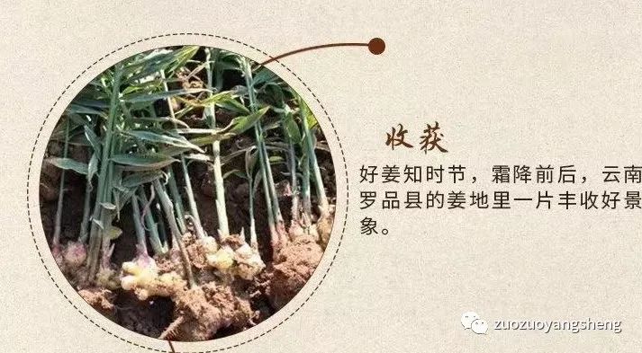孩子喝姜汤怕辣?有机姜丸——给你纯纯的爱! 孩子喝姜汤怕辣?有机姜丸——给你纯纯的爱!