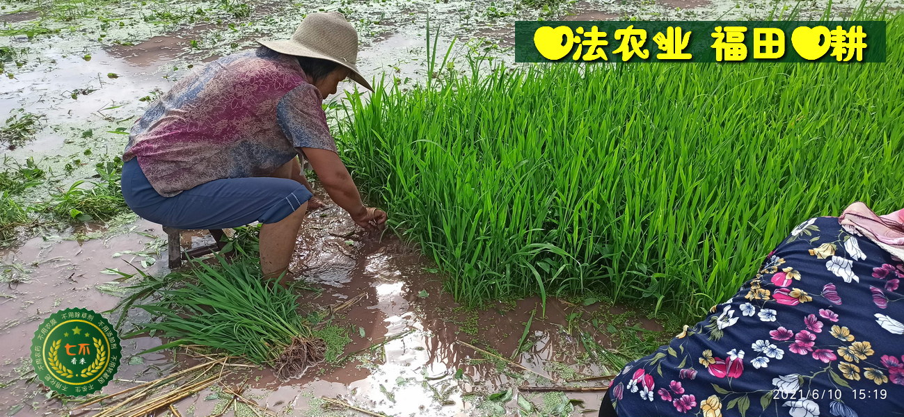 原始点动物趣事-调理鸡 鸽子-七不姜 生姜养生网-明德CSA生态姜园&明安农业