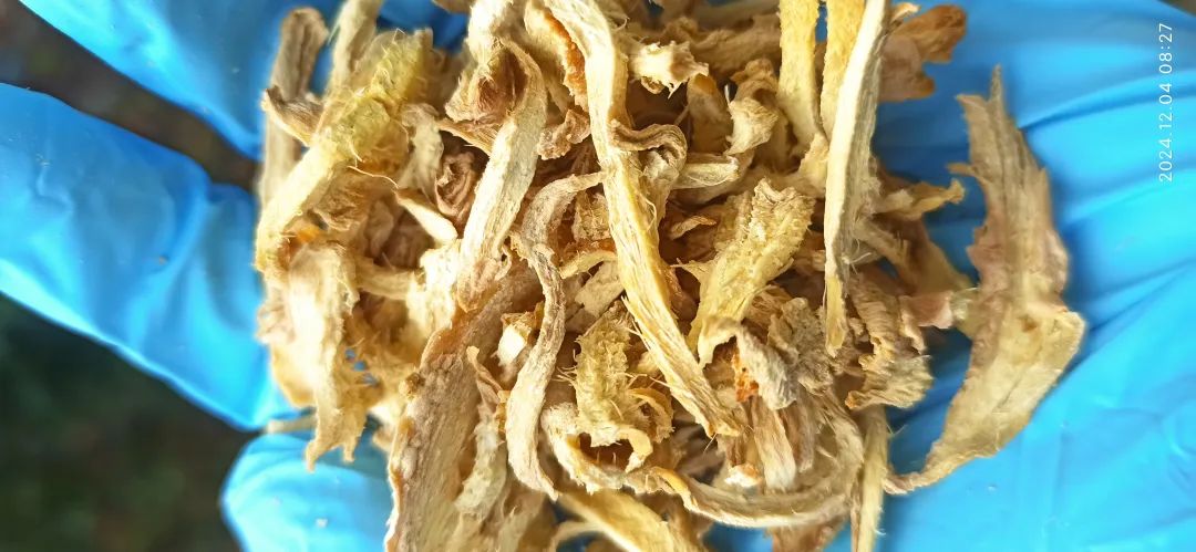 (广告)双12特惠促销 庆祝七不姜秋收完成 (广告)双12特惠促销 庆祝七不姜秋收完成