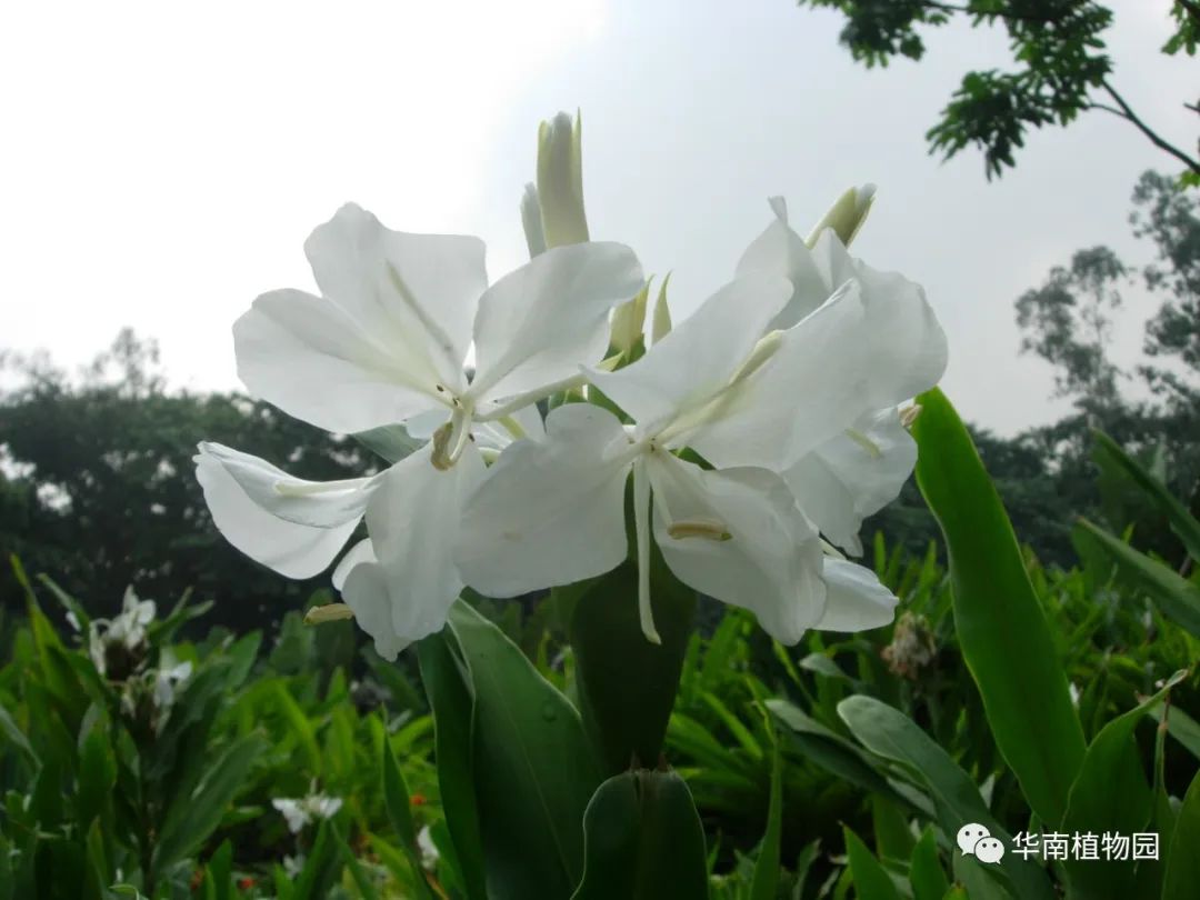 世界最大姜园在广州，带你到植物园看“大莪术”