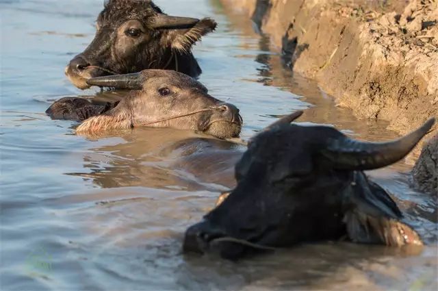 清迈 | 这家开业不久的亲子农庄,太让人动心。 清迈 | 这家开业不久的亲子农庄,太让人动心。