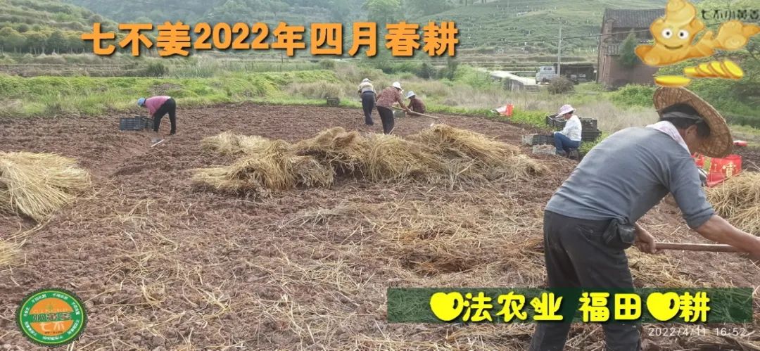 七不姜2022年四月春耕图 七不姜2022年四月春耕图