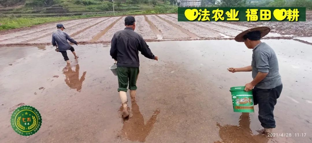 七不红米水稻9月11日上市现货销售-新米限时特惠 家庭大米专场:红米/糯米/ 黑米/泰两优217/中浙优H7 品种多质量优 七不红米水稻9月11日上市现货销售-新米限时特惠 家庭大米专场:红米/糯米/ 黑米/泰两优217/中浙优H7 品种多质量优