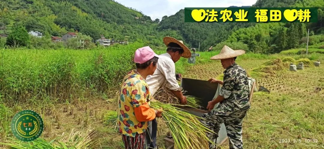 七不红米水稻9月11日上市现货销售-新米限时特惠 家庭大米专场:红米/糯米/ 黑米/泰两优217/中浙优H7 品种多质量优 七不红米水稻9月11日上市现货销售-新米限时特惠 家庭大米专场:红米/糯米/ 黑米/泰两优217/中浙优H7 品种多质量优