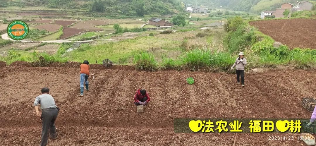 2023年4月-5月 七不姜春播图!家庭厨房生姜如何去皮切片 七不姜5月促销优惠劵 2023年4月-5月 七不姜春播图!家庭厨房生姜如何去皮切片 七不姜5月促销优惠劵