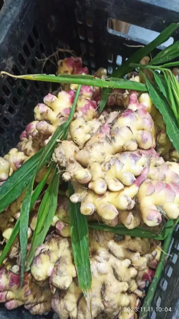 双11活动!庆祝七不姜秋收! 浙江仙居 七不小黄姜 鲜姜 新上市!扫描入群领取 双11特享 七不姜 群友 优惠券11元 双11活动!庆祝七不姜秋收! 浙江仙居 七不小黄姜 鲜姜 新上市!扫描入群领取 双11特享 七不姜 群友 优惠券11元