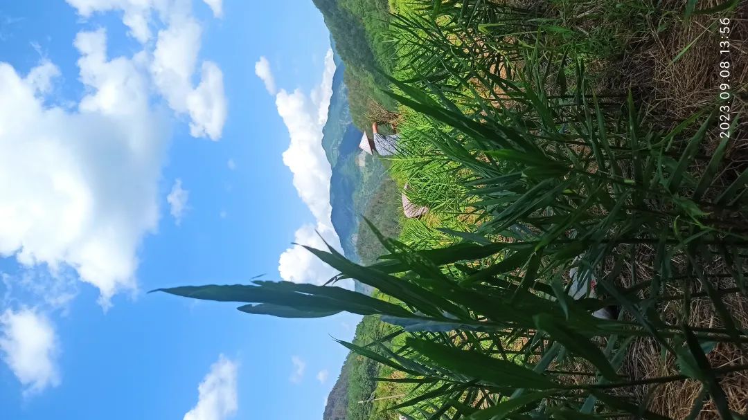 生姜赞歌-浙江仙居 七不小黄姜 鲜嫩姜 新鲜 超新上市 每周超鲜嫩姜2斤/5斤 生姜鲜姜2023年9月现采现发 生态自然