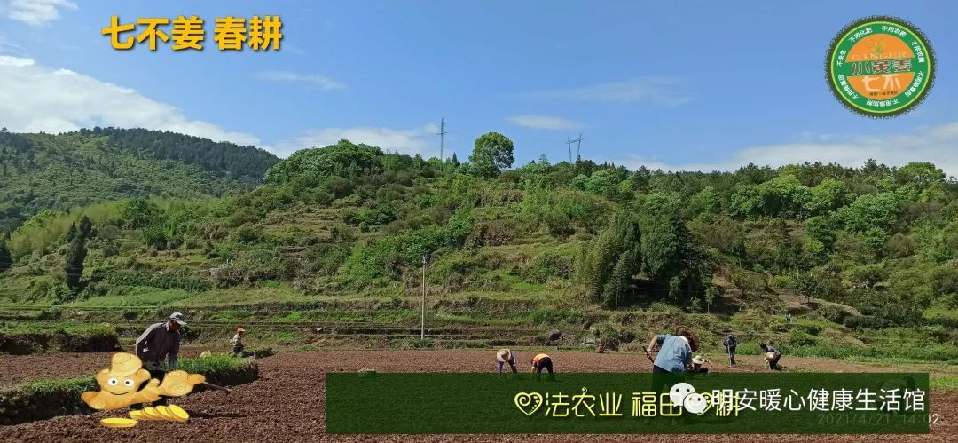 生姜养生 七不姜 明安农业企业 2022年新公众号 视频号 欢迎关注! 生姜养生 七不姜 明安农业企业 2022年新公众号 视频号 欢迎关注!