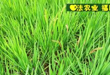 母草龟肠脱落在外康复案例2020年7月-七不姜 生姜养生网-明德CSA生态姜园&明安农业