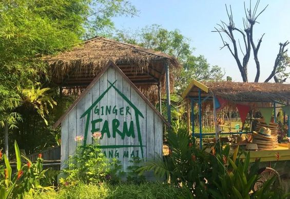 泰国Ginger Farm,30亩土地的亲子农场天天客流爆满! 泰国Ginger Farm,30亩土地的亲子农场天天客流爆满!
