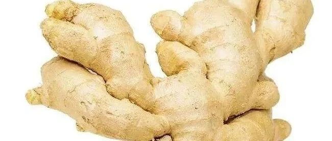 姜在水产养殖中7大作用!-七不姜 生姜养生网-明德CSA生态姜园&明安农业