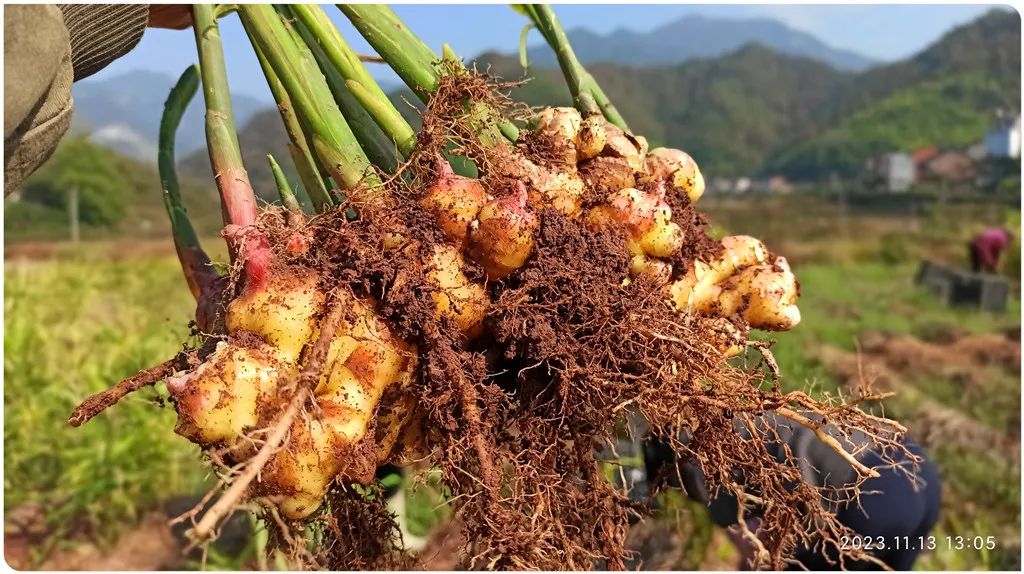 2024年新春福袋 七不姜全家福 礼装 龙重登场´◡` ꒰^ↀωↀ^꒱ 2024年新春福袋 七不姜全家福 礼装 龙重登场´◡` ꒰^ↀωↀ^꒱