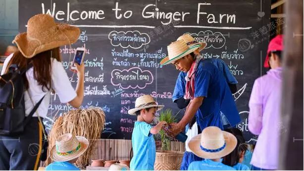 泰国Ginger Farm,30亩土地的亲子农场天天客流爆满! 泰国Ginger Farm,30亩土地的亲子农场天天客流爆满!