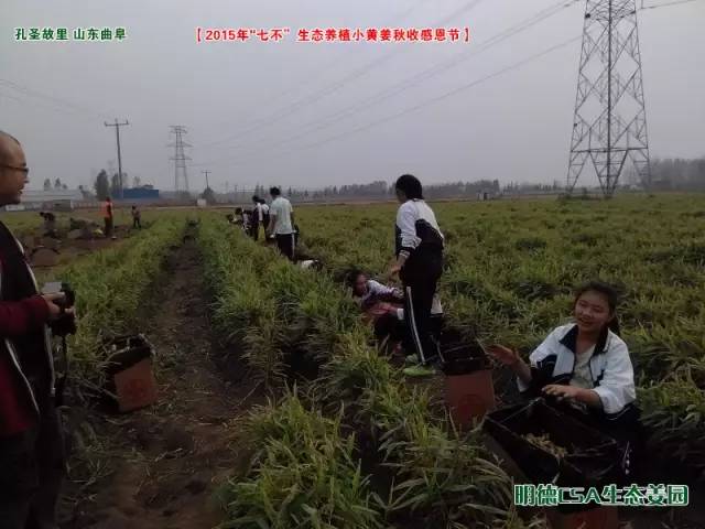 【2015年七不”生态养植小黄姜秋收感恩节】之一 山东曲阜庆典篇 2015.10.24