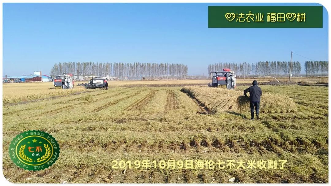 庆祝海伦寒地黑土七不香稻秋收