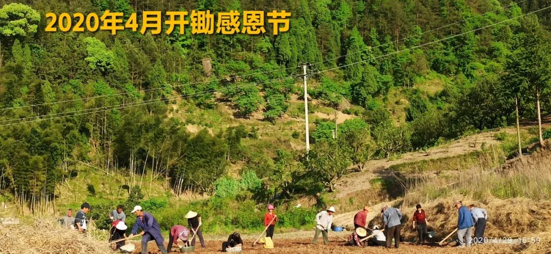 秋收告动物虫鸟书：尊敬的诸位动物虫鸟先生小姐们，七不小黄姜宝贝们