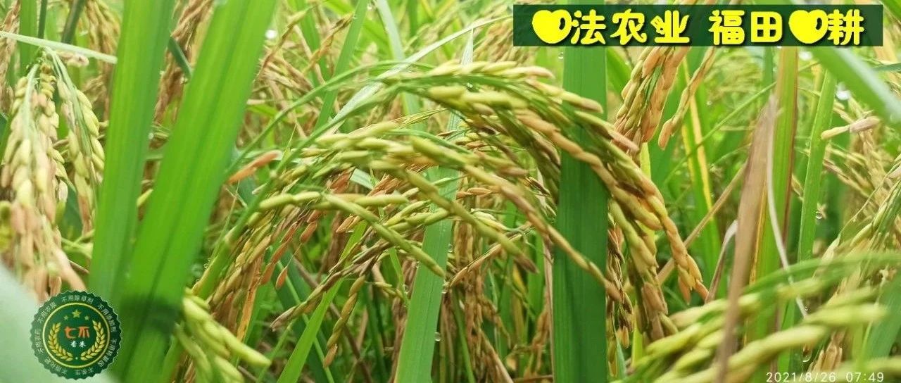 七不水稻即将上市-2021年新米预定月购限时特惠  家庭七不大米/红米 红皮大米/糯米/ 黑米/泰两优217/中浙优H7 宅配送-七不姜 生姜养生网-明德CSA生态姜园&明安农业