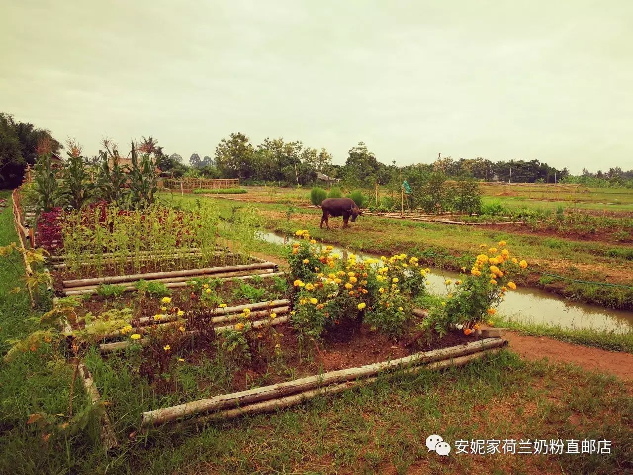 【清迈】GINGER FARM里的泰国农家乐,可以举办生日趴体,10月份假期日托班信息在贴底 【清迈】GINGER FARM里的泰国农家乐,可以举办生日趴体,10月份假期日托班信息在贴底