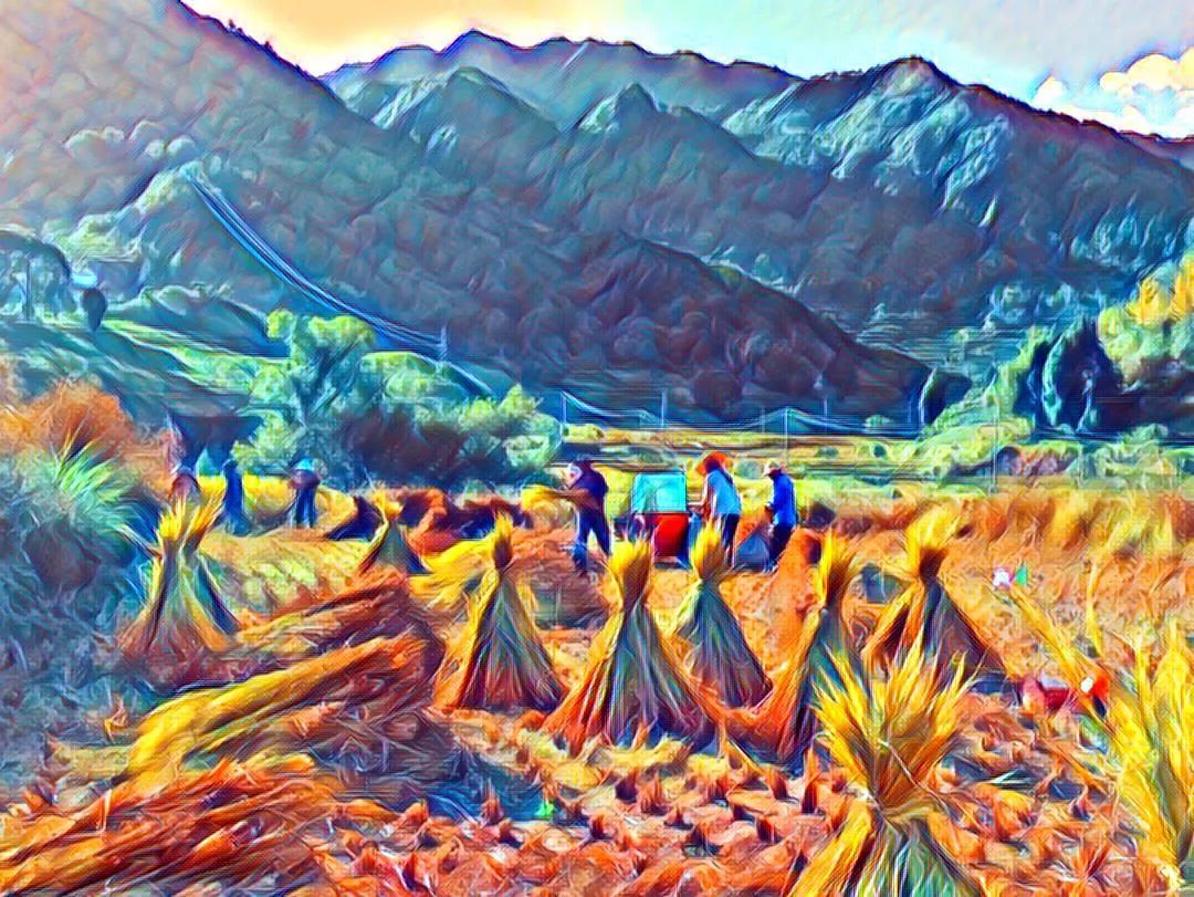 *╭︎( ˙º˙)╯︎*七不水稻秋收 明安农业田园油画展!我们是不是该知足 珍惜一切 就算没有拥有.... *╭︎( ˙º˙)╯︎*七不水稻秋收 明安农业田园油画展!我们是不是该知足 珍惜一切 就算没有拥有....