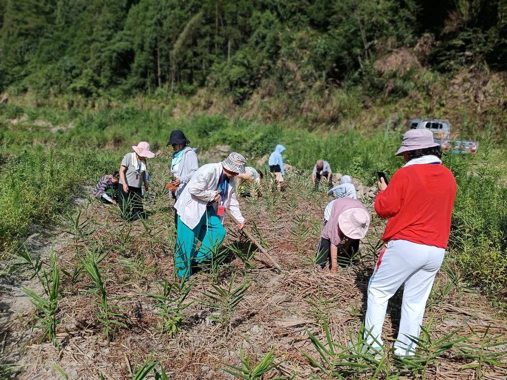 浙江仙居 七不小黄姜 鲜嫩姜 新鲜 超新上市 每周超鲜嫩姜2斤/5斤 生姜鲜姜2023年9月现采现发 生态自然 明安心法农业