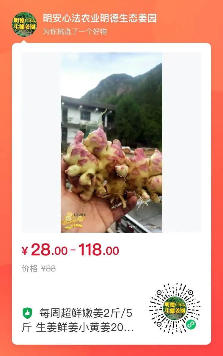 生姜赞歌-浙江仙居 七不小黄姜 鲜嫩姜 新鲜 超新上市 每周超鲜嫩姜2斤/5斤 生姜鲜姜2023年9月现采现发 生态自然