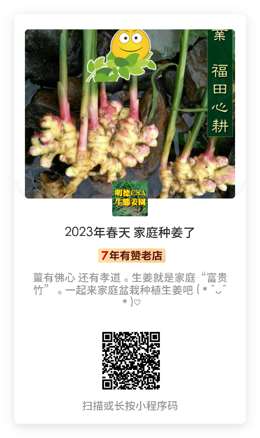 生姜养生-撸起袖子,家庭盆栽及庭院种姜了..薑有佛心 孝道,家庭种姜“富贵竹” 。预定七不姜种、普通姜种、种姜指导 生姜养生-撸起袖子,家庭盆栽及庭院种姜了..薑有佛心 孝道,家庭种姜“富贵竹” 。预定七不姜种、普通姜种、种姜指导