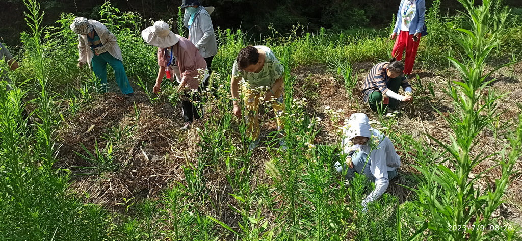 浙江仙居 七不小黄姜 鲜嫩姜 新鲜 超新上市 每周超鲜嫩姜2斤/5斤 生姜鲜姜2023年9月现采现发 生态自然 明安心法农业