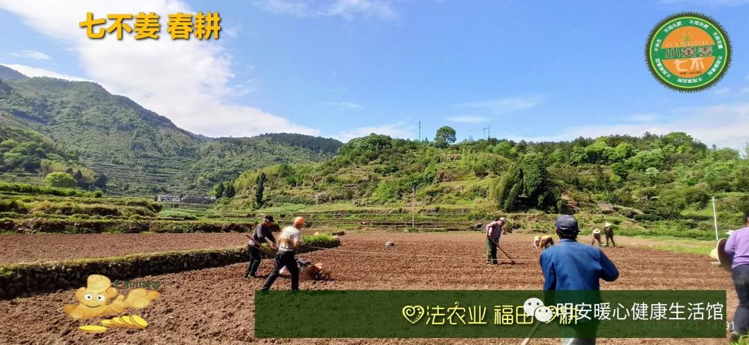 生姜养生 七不姜 明安农业企业 2022年新公众号 视频号 欢迎关注！