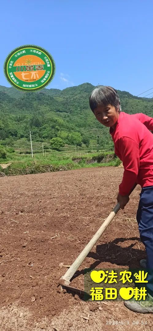 2023年4月-5月 七不姜春播图!家庭厨房生姜如何去皮切片 七不姜5月促销优惠劵 2023年4月-5月 七不姜春播图!家庭厨房生姜如何去皮切片 七不姜5月促销优惠劵