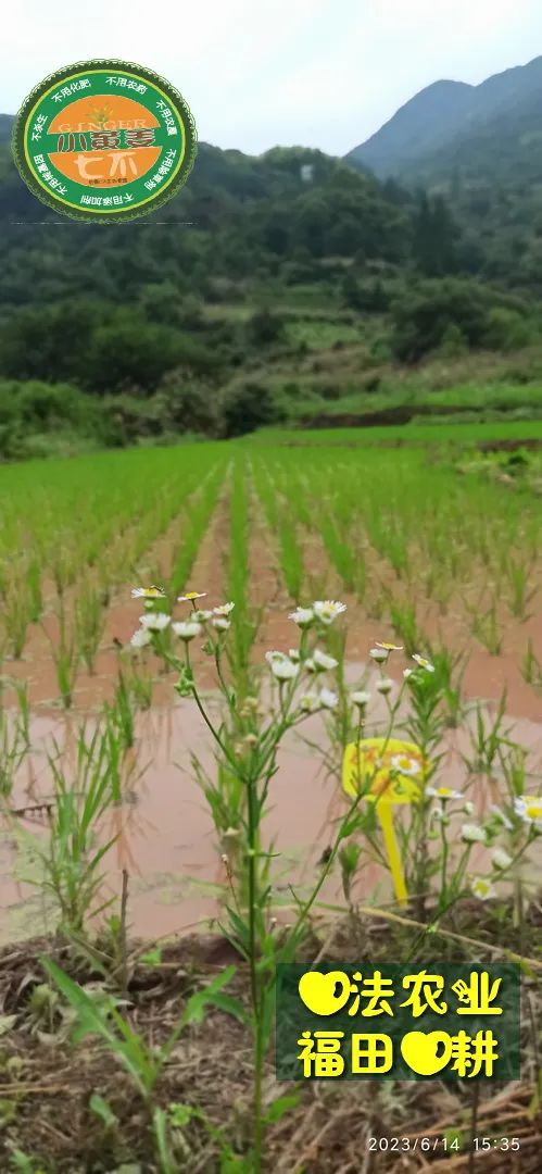 (●'◡'●)6月庆祝春播春种顺利完成! 姜膏姜油 端午糯米 会员积分换购特惠 ,2023预售大米 会员折上折 6.18折 (●'◡'●)6月庆祝春播春种顺利完成! 姜膏姜油 端午糯米 会员积分换购特惠 ,2023预售大米 会员折上折 6.18折