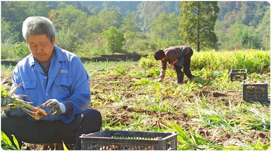 2024年1月新年快乐!元旦快乐!优惠“卷”送给您收下。 2024年1月新年快乐!元旦快乐!优惠“卷”送给您收下。