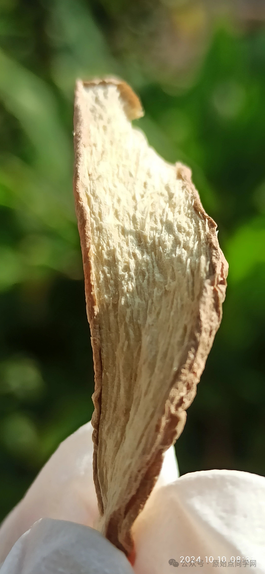 (广告)双12特惠促销 庆祝七不姜秋收完成 (广告)双12特惠促销 庆祝七不姜秋收完成